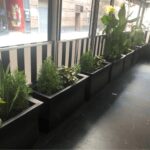 Black rectangular planters with various green plants along a windowed wall.